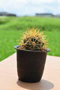 観葉植物 かっこいいの人気商品 通販 価格比較 価格 Com
