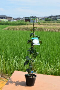 2025NJԗ\̂΂c Tc}֕c ycoLcz F֕c؁@֕cFd