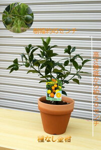 2025N45ɊJԌ̂Ȃ邨ȃ蕨Ɂ@2025N񂩂񔫐AŎȂ܂ȂLJ@ՂۃMtgɋALJƒŎ荠ɉʎ͔|@ȂLJi