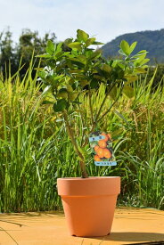 楽天市場 金柑 育て方 鉢植えの通販 楽天市場 金柑 育て方 鉢植えの通販