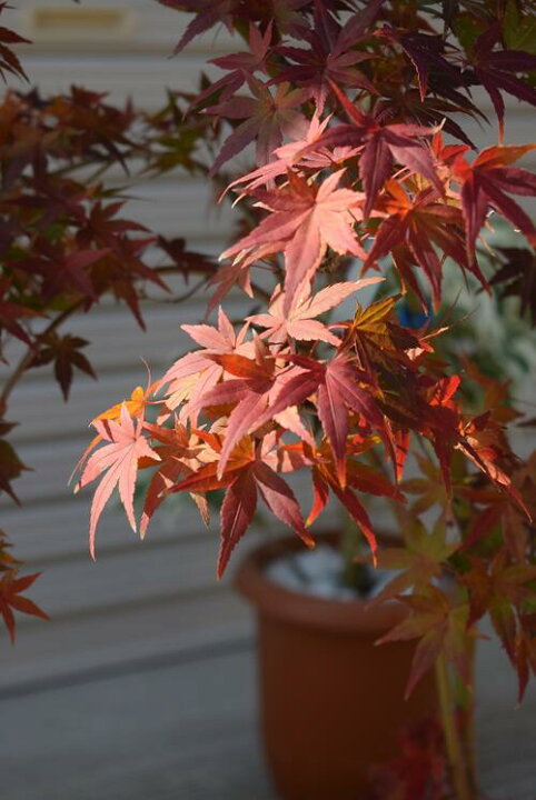 楽天市場】現品のもみじ もみじ鉢植え流泉【もみじ】 【【紅葉】撮影 