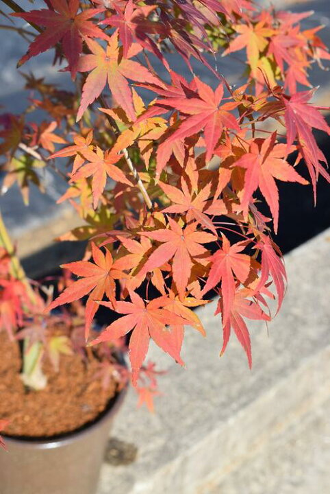 楽天市場】現品のもみじ もみじ鉢植え流泉【もみじ】 【【紅葉】撮影 