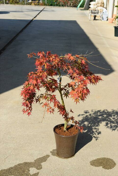 楽天市場】現品のもみじ もみじ鉢植え流泉【もみじ】 【【紅葉】撮影 