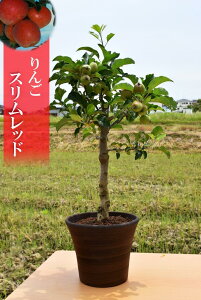 2025N݂ɂ񂲂𕃂̓v[gɎt̐Hׂ񂲂v[gɁ@A Xbhь Xbh@Hׂ񂲂ł@͂Ă܂񂪁@ވĂ