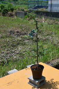 qRc(炳񂵂傤)̕c ږؕc@R A