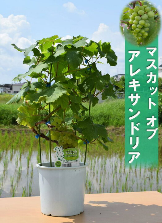 2021年7月1日撮影マスカット苗 アレキサンドリアマスカットオブアレキサンドリア 6号サイス 園芸百貨店何でも揃うこぼんさい マスカットオブアレキサンドリア7