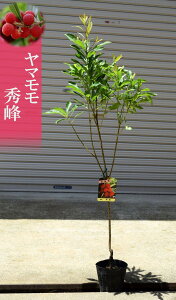 山桃 秀峰 ヤマモモ 苗木 雌木