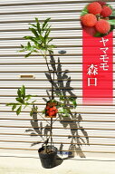 山桃 森口 ヤマモモ 苗木 雌木
