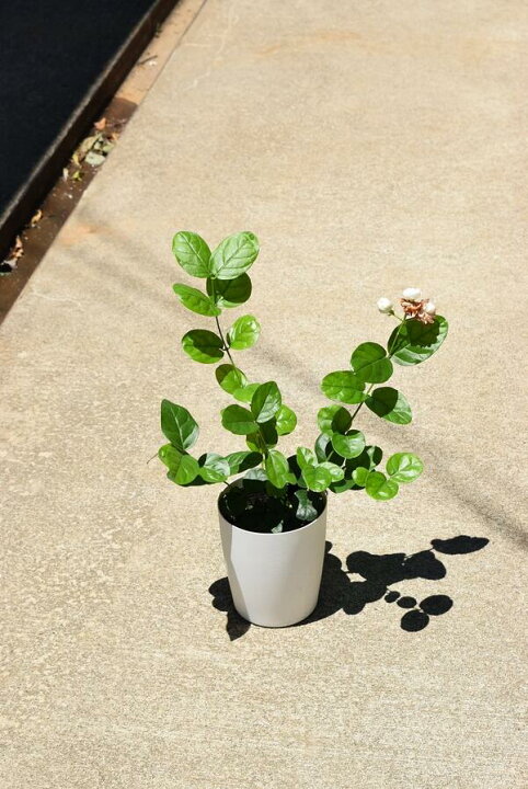 楽天市場 茉莉花 苗 マツリカ苗 アラビアジャスミン苗 お届けは 5月中頃より発送 園芸百貨店何でも揃うこぼんさい