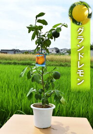 楽天市場 グランドレモン 鉢の通販