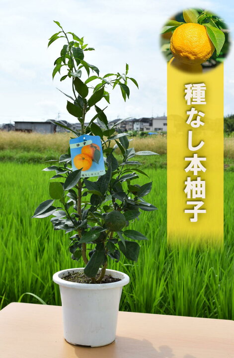 楽天市場 21年9月入荷 種なし本柚子 苗木 ３年生 本ユズ 種無し プラ鉢入り 12月頃まで 実が少しですが付いています 園芸百貨店何でも揃うこぼんさい
