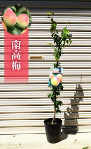 梅酒をつくろう南高梅苗木 梅苗 接ぎ木苗 南高 実梅 果樹苗  接ぎ木梅 2年生 果樹苗木 育てて梅酒をつくろう果樹梅