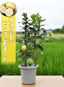 520甭2025NJԌ̂ȂHȃav[g2025N߃c sNl[h Ǔ背 v EG ʎ 10ȍ~͎̂͂͂Ă܂