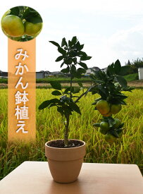 楽天市場 鉢植え 果樹 おすすめの通販