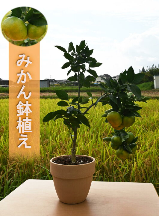 楽天市場 22年10月 12月実が付いています新入荷 みかん鉢植え ミカン鉢 テラコッタ鉢入り 蜜柑 おすすめの果樹ですみかん実付き 園芸百貨店何でも揃うこぼんさい