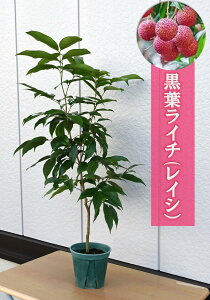 トロピカルフルーツ ライチ苗木 黒葉ライチ ライシ 美の果実 希少 果樹苗ライチ