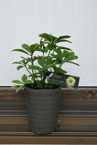 NX}X[YCG[d@NX}X[Yd炫