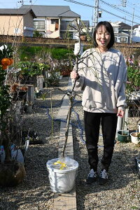 しだれ梅 盆栽 植木の人気商品 通販 価格比較 価格 Com