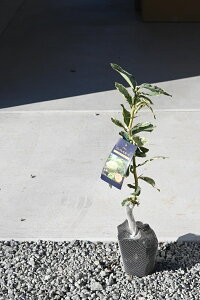 ڂؕcc sNl[h cǓ背 EG ʎ ڂؕc50Z`O