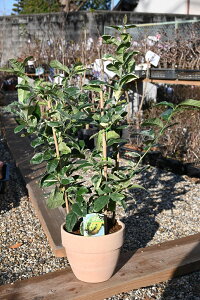 520甭2025NJԌ̂ȂHȃIsNl[h@cAΐF̃XgCvJt6AEG