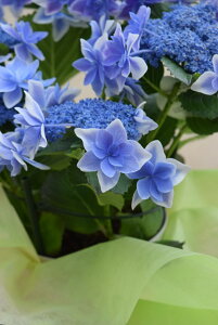 アジサイ 木 生花の人気商品 通販 価格比較 価格 Com