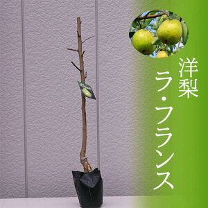 ʎcm@EtXcmiV@tXʏ`mƂ낯悤ȂR|[g