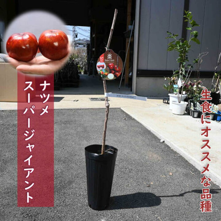 楽天市場】【2025年10月下旬頃からのお届け】果樹 ナツメ 苗木 