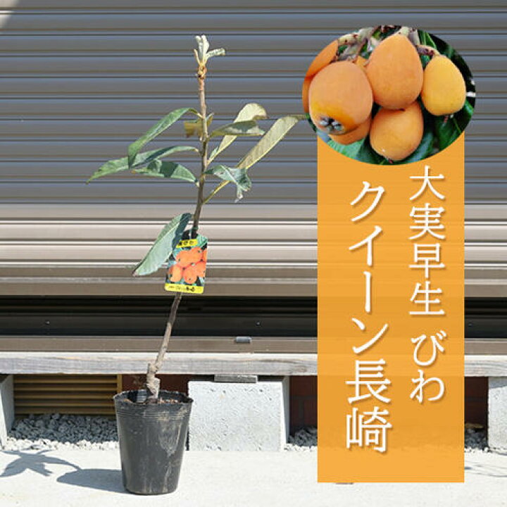 楽天市場】果樹苗びわ ビワ苗クイーン長崎大実 品種ジャンボビワ大実 