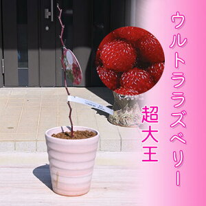 11{̔ƂȂ܂BnewEgYx[ 剤 A ʎ  Yx[