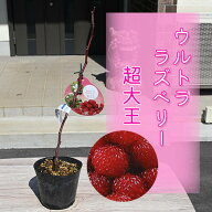 2026年9月末ごろより発送ウルトララズベリー 超大王 苗 果樹 木苺 ラズベリー