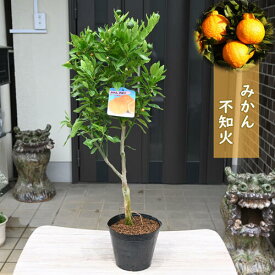 開花後実のなるみかん　2025年はでこぽんお誕生日の贈り物に　デコポン 苗木 不知火 みかん 果樹 しらぬい
