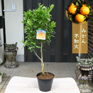 JԌ̂Ȃ݂@2025N͂łۂ񂨒ȃ蕨Ɂ@fR| c sm ݂ ʎ ʂ