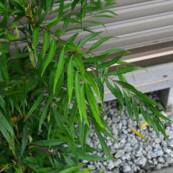 楽天市場】マホニアコンフューサ苗 寝巻苗高さ50センチ 常緑樹 細葉 