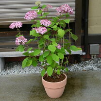 楽天市場】テラコッタ 鉢（種類（植物）アジサイ）（苗物 