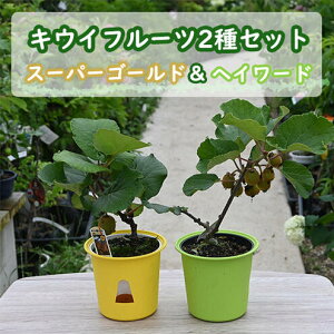 2025N6{ tł͂ LECc 2Zbg X[p[S[h wC[h LECt[cX