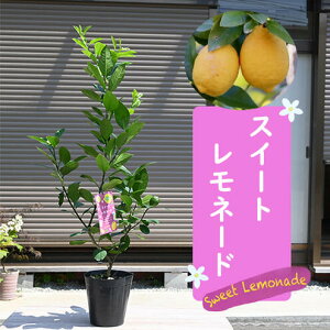 EGcʎ c c XC[gl[h@EG݂񊹋kG