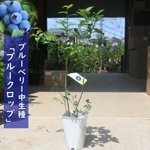 2023NVוcu[x[ c ʎ u[Nbv m[UnCubV 