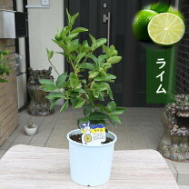 楽天市場】ライムの木の通販