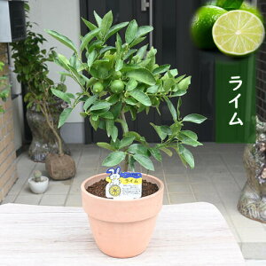 2025N ʎ C A kށ@͂Ă܂@6TCY