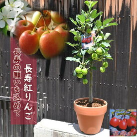 元気がでる長寿りんご2024年父の日の贈り物にもおすすめ 長寿紅りんご 鉢植え 贈り物に 果樹 りんご 果実 姫りんご りんご 誕生日 プレゼント