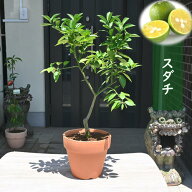 誕生日の贈り物に 2026年開花後実のなる果樹栽培やプレゼントに育てる楽しみ家庭でも楽しめる柑橘鉢植え…