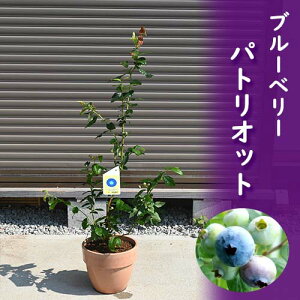 2024NGȂ܂ 7ȍ~͎̂͂Ă܂@u[x[A@pgIbgʎm[UnCubV eRb^