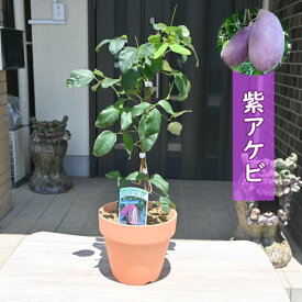 果樹 紫アケビ 鉢植え 素焼き鉢入り 育てて楽しむ あけび
