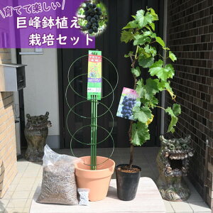 2025年巨峰ぶどう 栽培セット 育てる巨峰ブドウ鉢植え 葡萄 お家で収穫 果樹 育てて楽しい(12月〜4月のお届け時は葉が落葉しています)