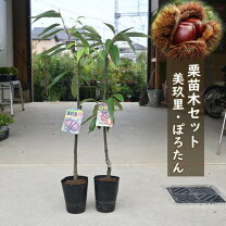 楽天市場】栗 ぽろたん ぽろすけの通販