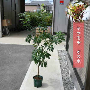 ʎ } c IX R Y ڂ4N 120Z` Ƃc