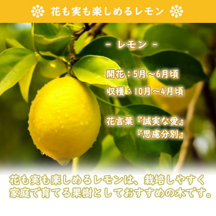 楽天市場】1本で実がなるれもんの木レモン鉢植え2026年開花後実のなる 