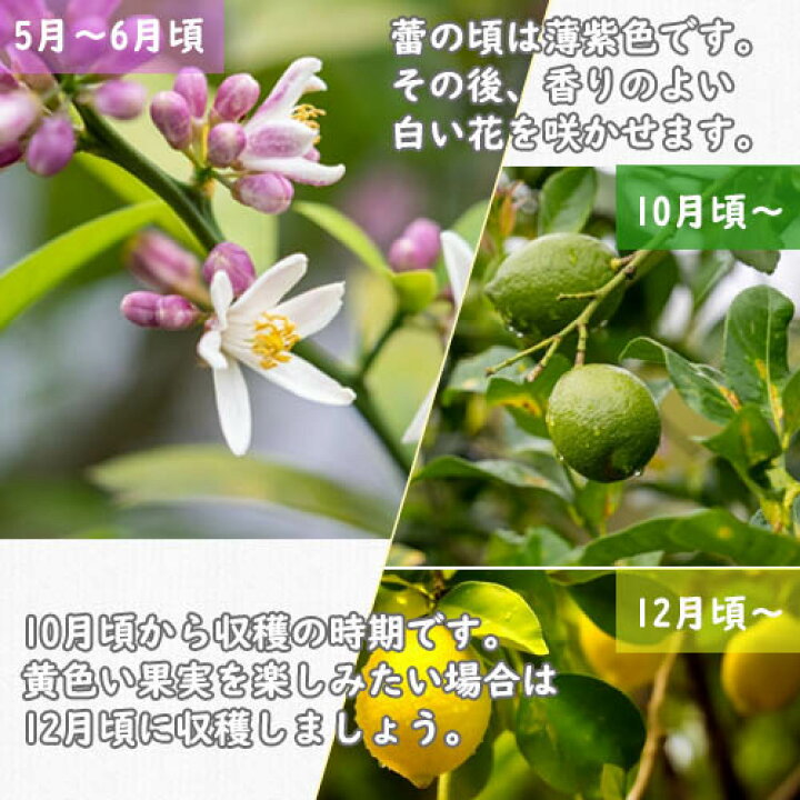 楽天市場】1本で実がなるれもんの木レモン鉢植え2026年開花後実のなる 