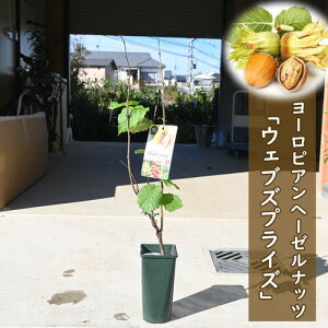 [sA w[[ibccEFuYvCYHazelnut@c؃ibcmnVo~