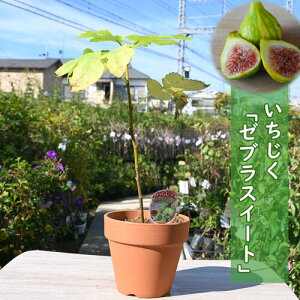  [uXC[g A@fĂ薳ԉ C`WNXC[gXgCv H ^CK[